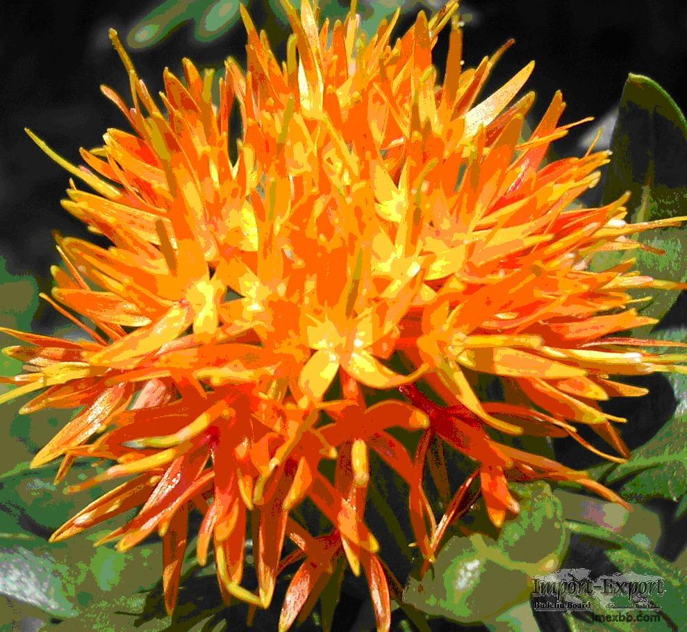 Beni, Chimichanga, Carthamus tinctorius